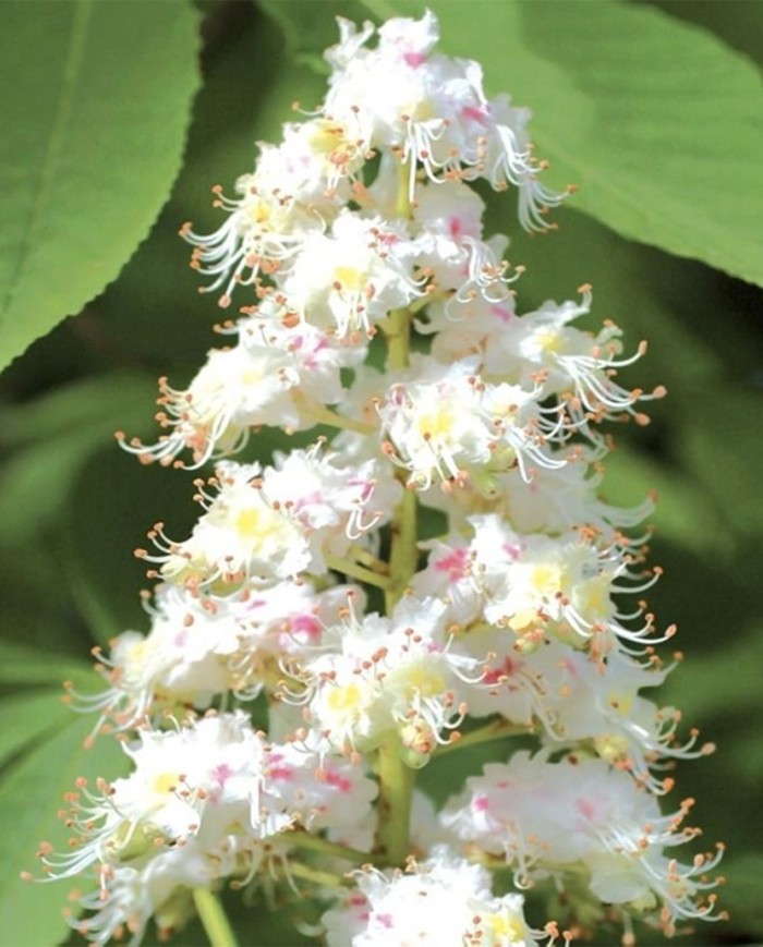 White Chestnut