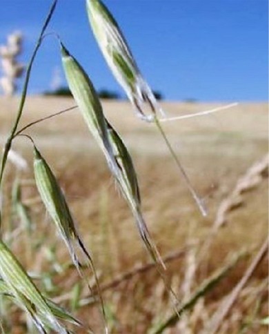 Wild Oat