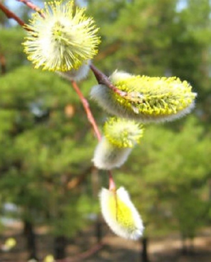 Chestnut Bud