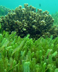 Chlorella alga  polvere