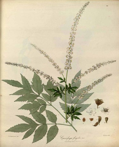 Cimicifuga