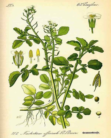 Crescione (Nasturzio)