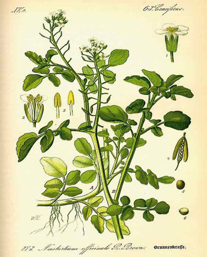 Crescione (Nasturzio)