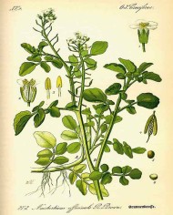 Crescione (Nasturzio)