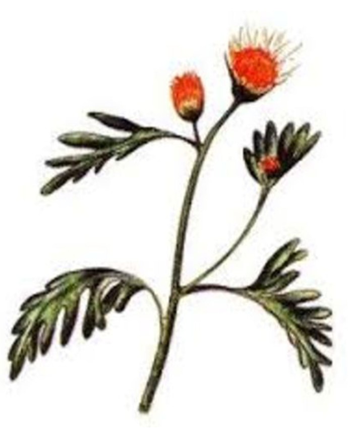 Curcuma radice intera e taglio tisana