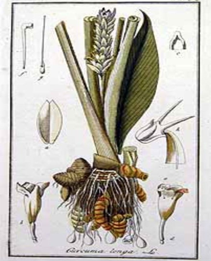 Curcuma radice intera e taglio tisana