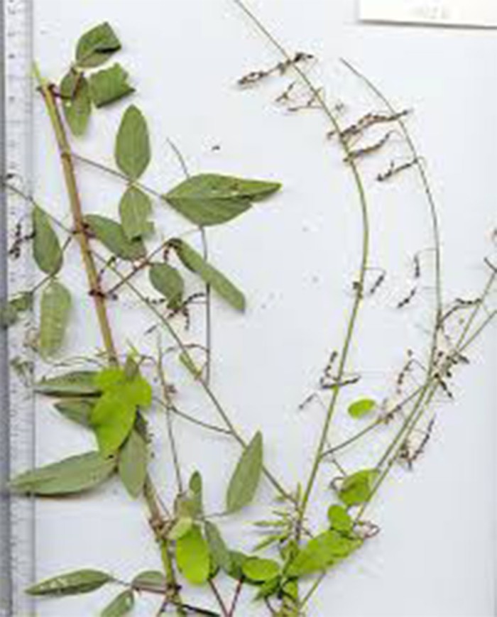 Desmodium