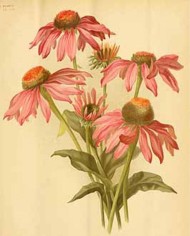 Echinacea radice
