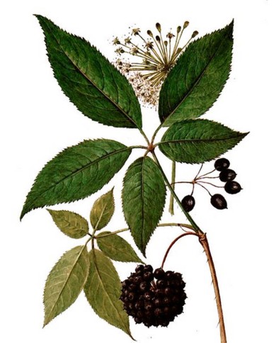 Eleuterococco
