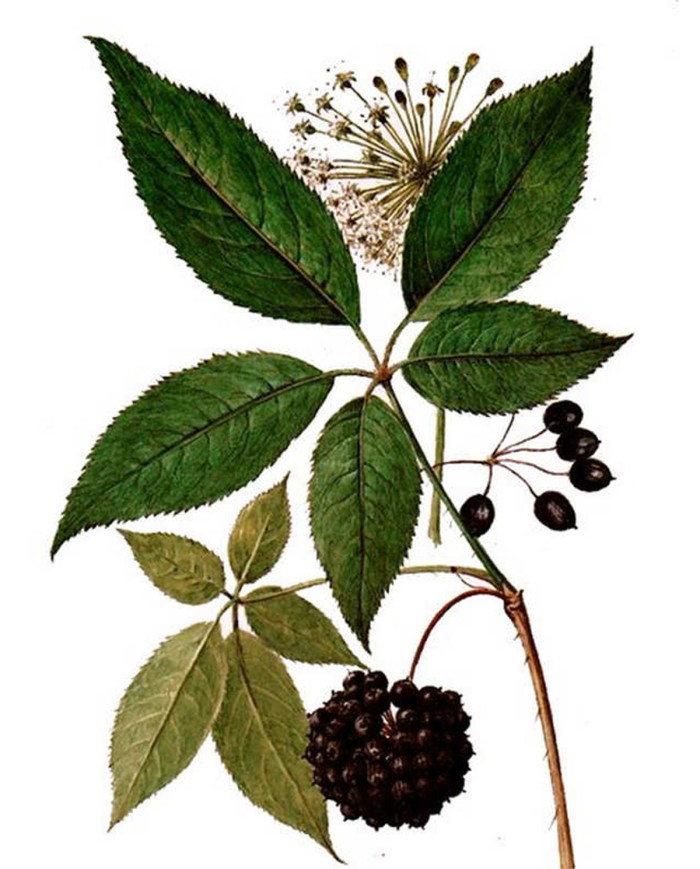 Elicriso Italico Elicriso Italico