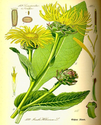 Enula campana