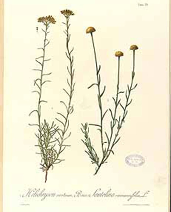 Elicriso Italico Elicriso Italico