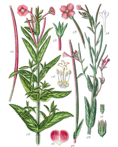 Epilobio parvifolia