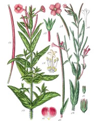 Epilobio parvifolia