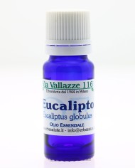 Eucalipto