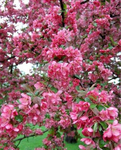 Crab apple