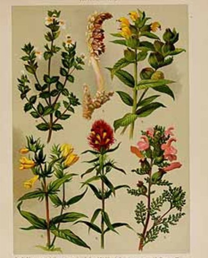 Fagiolo baccello taglio tisana