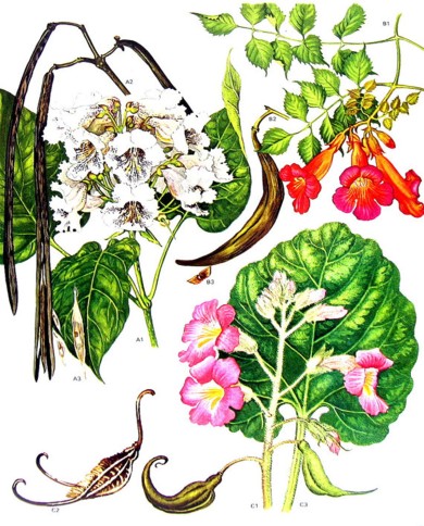 Fagiolo baccello taglio tisana