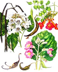 Fagiolo baccello taglio tisana