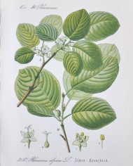 Fallax corteccia polvere - Rhamnus alpina