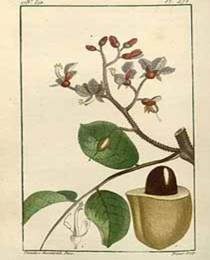 Lemongrass citronella