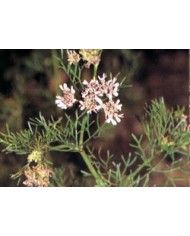 Coriandolo seme tondo