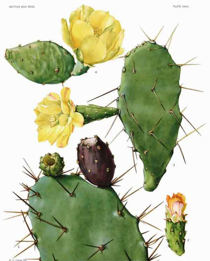 Fico d'india fiori (cactus)