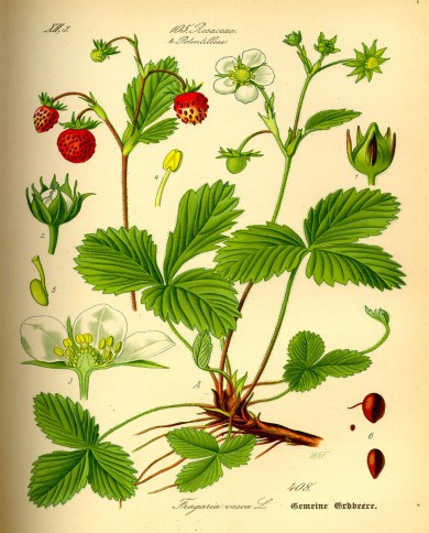 Fragola foglia
