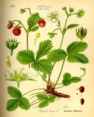 Fragola foglia