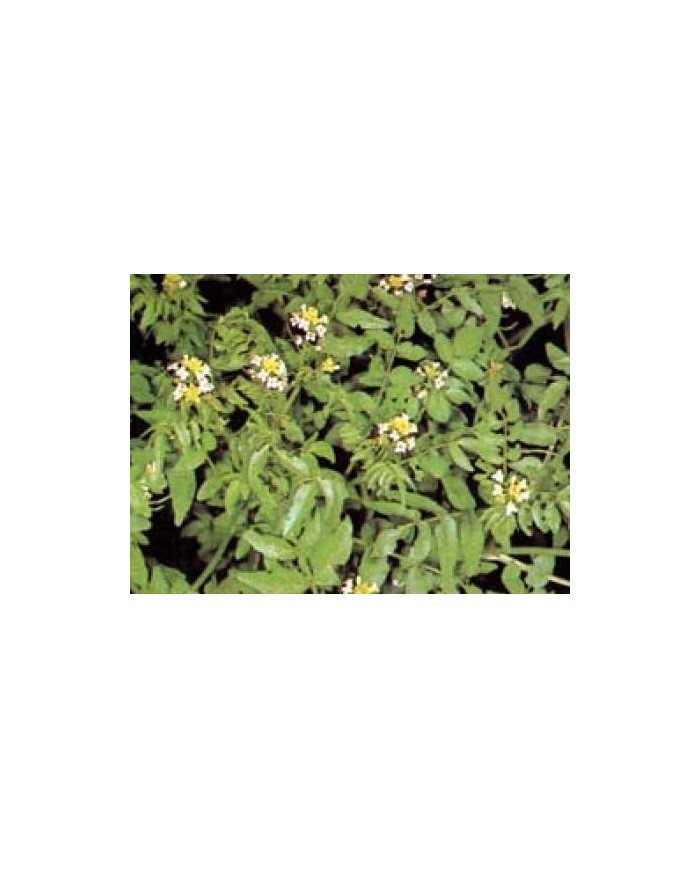 Crescione (Nasturzio)