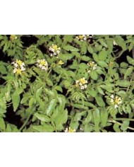 Crescione (Nasturzio)