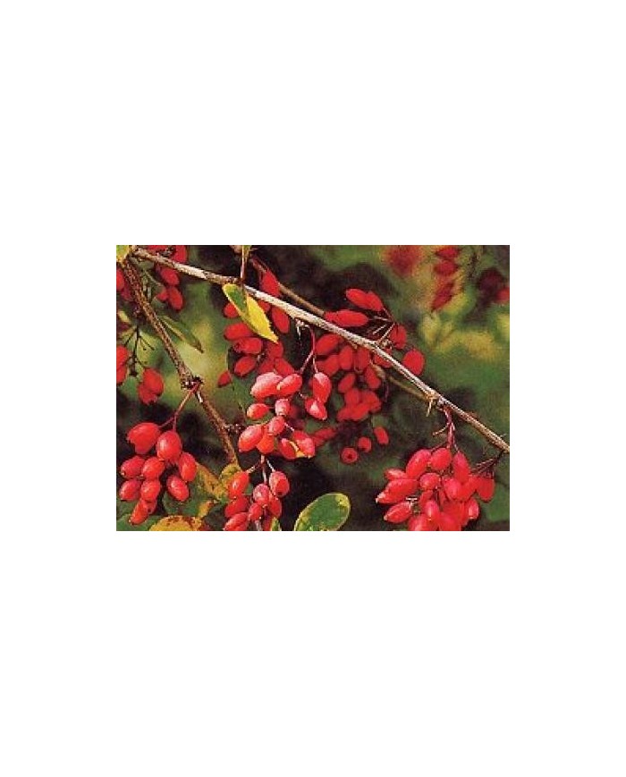 Crespino corteccia Berberis