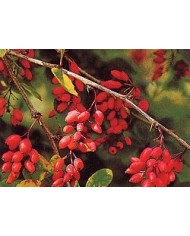 Crespino corteccia Berberis