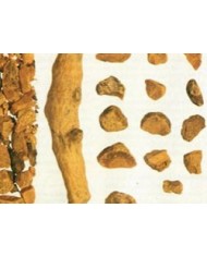 Curcuma radice intera e taglio tisana