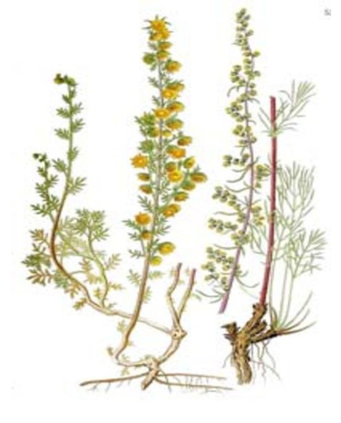 Genziana radice taglio tisana