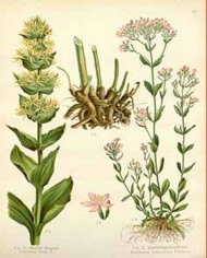 Genziana radice taglio tisana