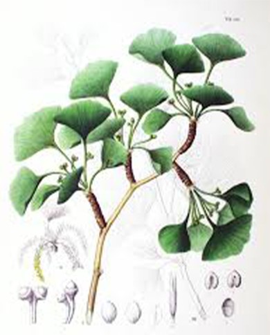 Ginko biloba