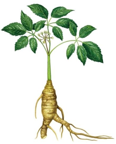 Ginseng taglio tisana