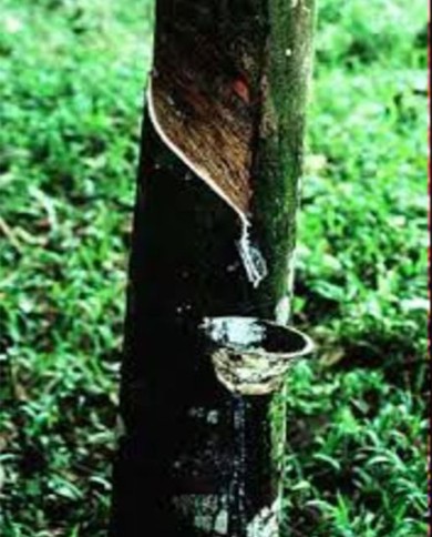 Gomma ammoniaca Gomma ammoniaca