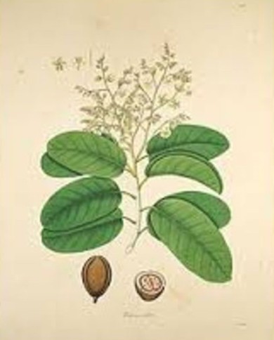 Gomma coppale manila Gomma coppale manila