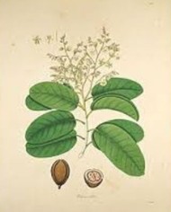 Gomma coppale manila