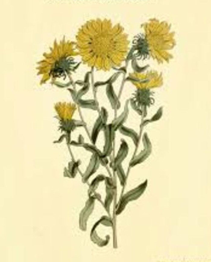 Grindelia