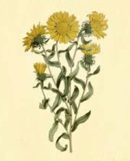Grindelia
