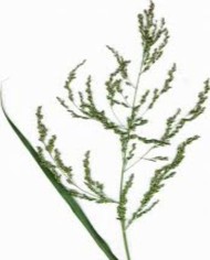 Gynostemma Pentaphyllum (Tè Quiba)