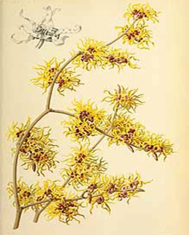 Hamamelis virginiana