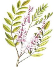 Henne Rinforzato " Tiziano "