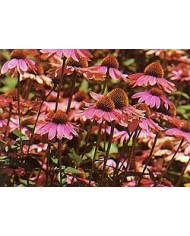 Echinacea radice