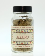 Alloro foglie vasetto