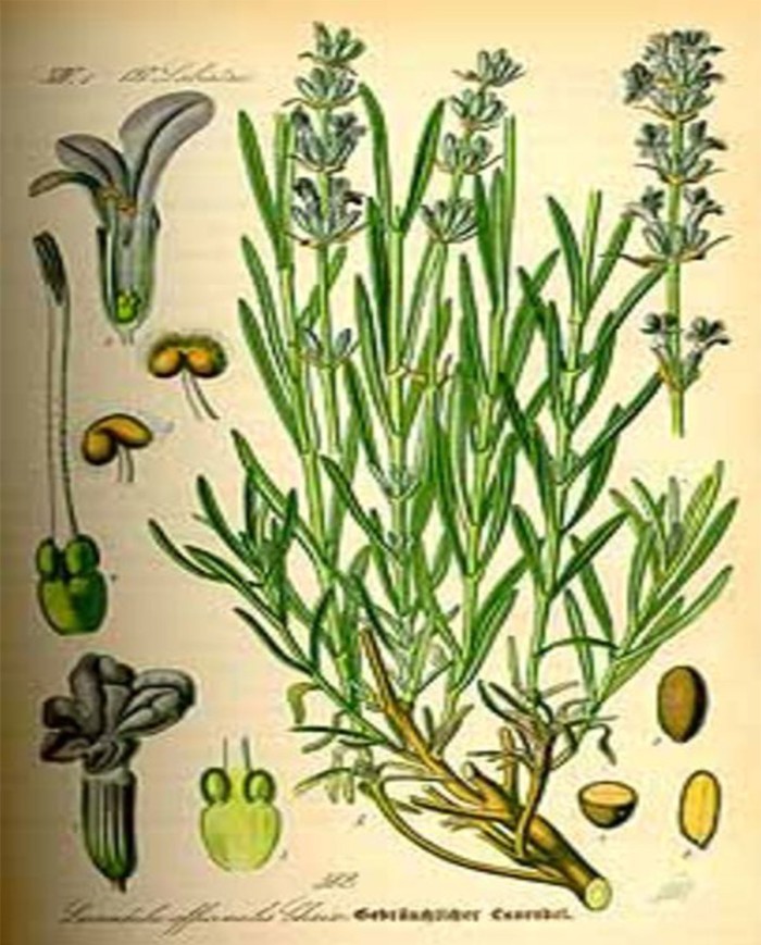 Lavanda