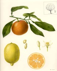Limone di Sicilia